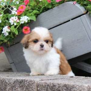Ragety Ann, Teddy Bear Puppy